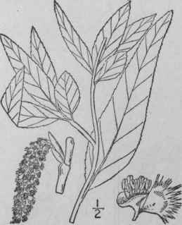 4 Populus Angustifolia James Narrow Leaved Cottonw 1443