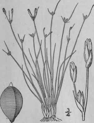 4 Stenophyllus Raf Neog 4 1825 783