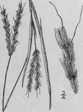 5 Andropogon Cabanisii Hack Cabanis Beard Grass 268
