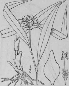 5 Tradescantia Reflexa Raf Reflexed Spiderwort 1159