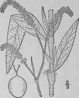 6 Persicaria Longistyla Small Long Styled Persicar 1636