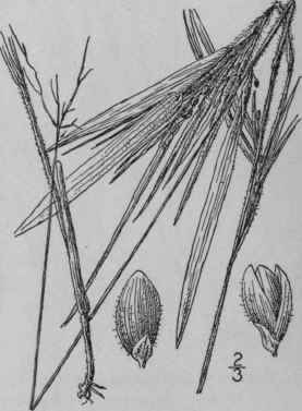 63 Panicum Oligosanthes Schult Few Flowered Panic 373
