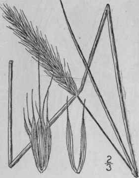 7 Elymus Jejunus Ramaley Rydb Western Wild Rye 706