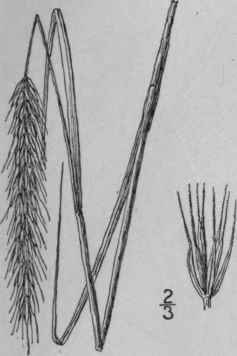 7 Elymus Jejunus Ramaley Rydb Western Wild Rye 707