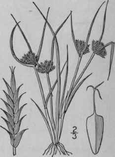 8 Cyperus Inflexus Muhl Awned Cyperus 728
