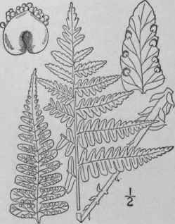 8 Dryopteris Marginalis L A Gray Evergreen Wood Fe 44