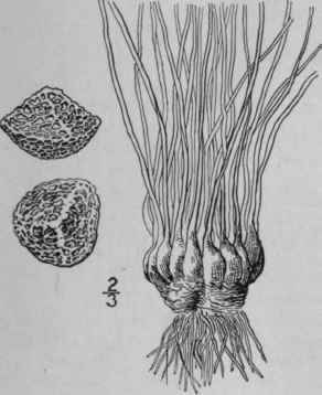 8 Isoetes Eatoni Dodge Eaton s Quillwort 126