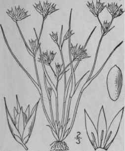 8 Juncus Bufonius L Toad Rush 1173