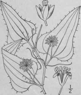 8 Smilax B6na Nox L Bristly Greenbrier 1315