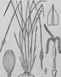 85 Carex Leptalea Wahl Bristle Stalked Sedge 952