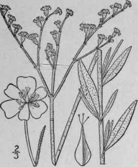 9 Eriogonum Annuum Nutt Annual Eriogonum 1591