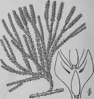9 Lycopodium Alpinum L Alpine Club Moss 108