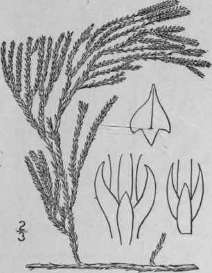 II Lycopodium Sabinaefolium Willd Cedar Like Club 110