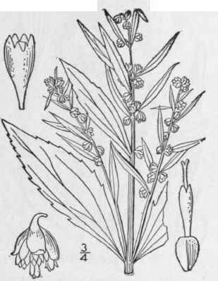 1 Iva Frutescens L Marsh Elder High Water Shrub 791