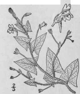 1 Kickxia Spuria L Dumort Round Leaved Toad Flax 412
