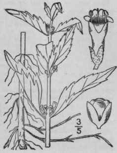 1 Lycopus Virginicus L Bugle Weed Bugle Wort 344