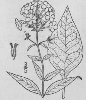 1 Phlox Paniculata L Garden Phlox 126