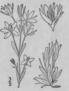1 Pleurogyna Rotata L Griseb Marsh Felwort 34
