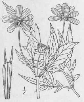 12 Bidens Aristosa Michx Britton Western Tickseed  1187