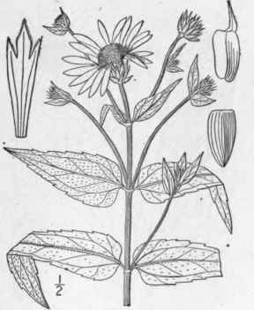 17 Helianthus Divaricatus L Rough Or Woodland Sunf 1148