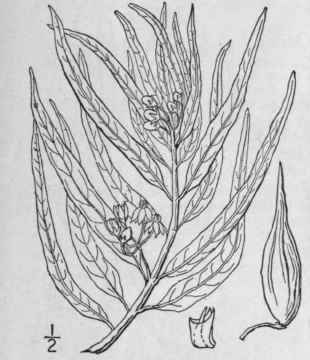 19 Asclepias Ovalifolia Dec Oval Leaved Or Dwarf M 73