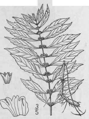 2 Lycopus Uniflorus Michx Northern Bugle Weed 345