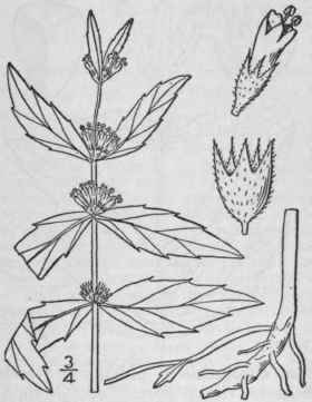 2 Lycopus Uniflorus Michx Northern Bugle Weed 346