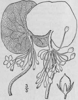 2 Nymphoides Aquaticum Walt Kuntze Larger Floating 43