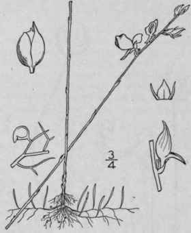 2 Stomoisia Juncea Vahl Barnhart Rush Bladderwort 545