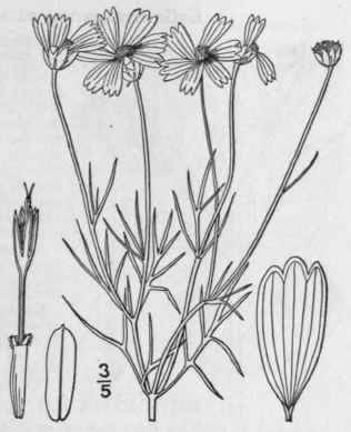 2 Thelesperma Intermedium Rydb Stiff Thelesperma 1191