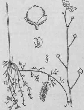 2 Utricularia Pumila Walt Two Flowered Bladderwort 534