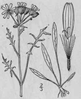 22 Senecio Densus Greene Western Squaw Weed 1302