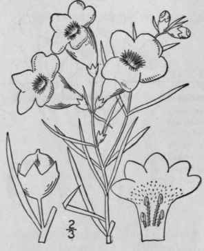 3 Agalinis Heterophylla Nutt Small Prairie Agalini 492