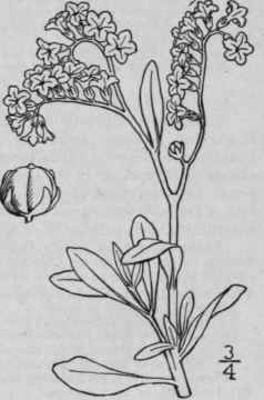 3 Heliotropium Spathulatum Rydb Spatulate Leaved H 175