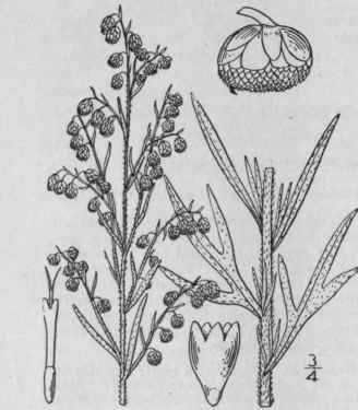 4 Artemisia Dracunculoides Pursh Linear Leaved Wor 1246