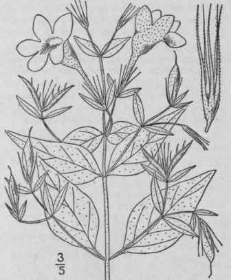 4 Ruellia Pedunculata Torr Stalked Ruellia 563