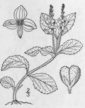 4 Veronica Officinalis L Common Speedwell Fluellin 470