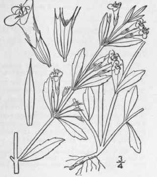 5 Clinopodium Glabellum Michx Kuntze Slender Calam 327