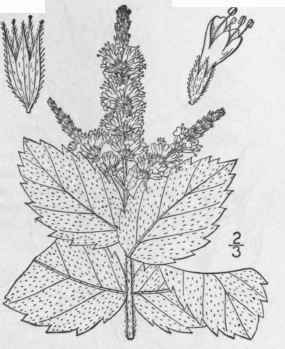 6 Mentha Alopecuroides Hull Woolly Mint 356