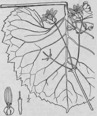 7 Silphium Reniforme Raf Kidney Leaved Silphium 1098