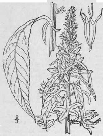 8 Campanula Divaricata Michx Pani Cled Bellflower 694