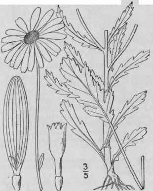91 Chrysanthemum Tourn L Sp Pl 888 1753 1231