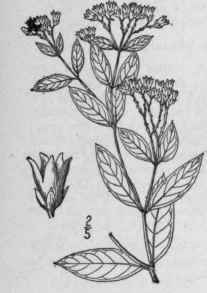I Apocynum Androsaemifolium L Spreading Dogbane 48