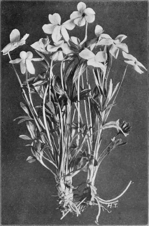 Bird's Foot Violet (Viola Pedata)