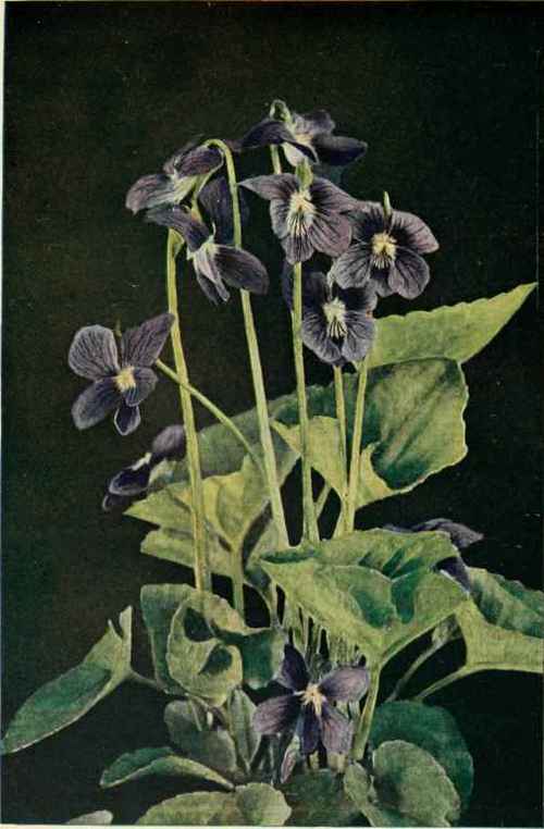 Common Purple Violet. (Viola obliqua)