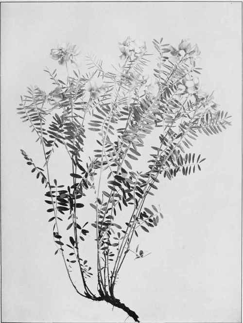 Goat's Rue (Cracca Virginiana)