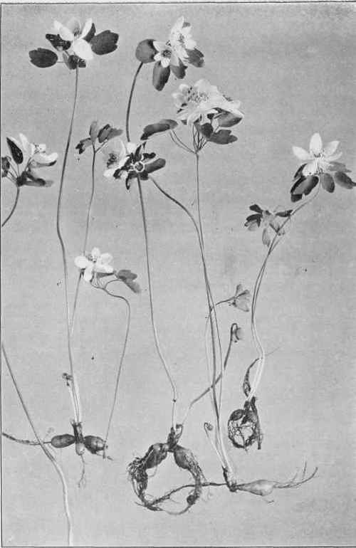 Rue Anemone (Syndesmon thalictroides)