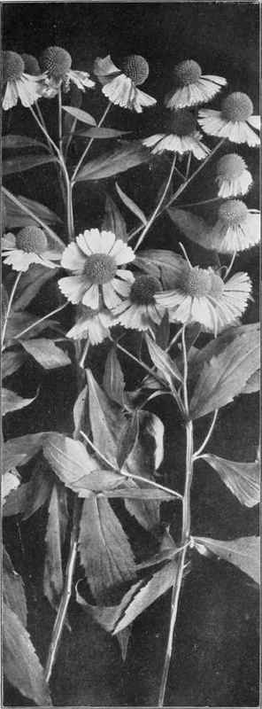 Sneeze Weed (Helenium autmnnale)