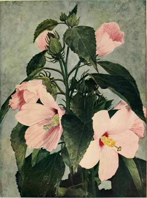 Swamp Rose Mallow. (Hibiscus Moscheufos.)