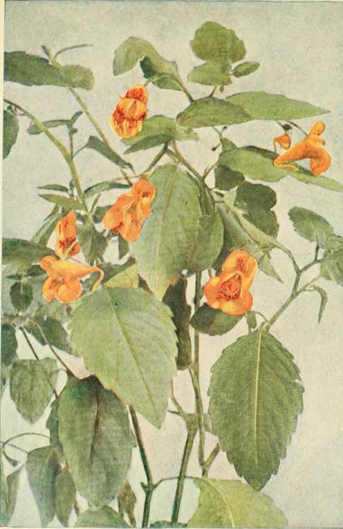 Touch Me Not Or Jewel Weed. (Impatiens biflora.)